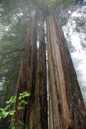 Three sequoia trees, California