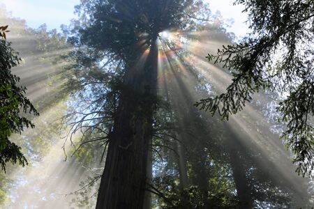 The sun behind the tree, California