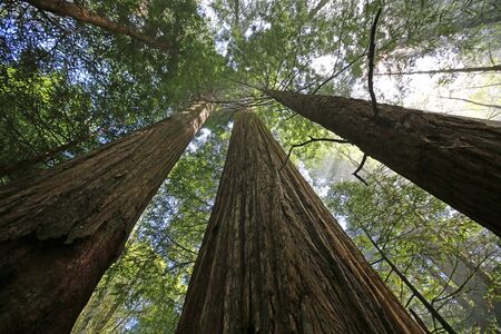 Giant sequoia trees, Californiaの写真素材