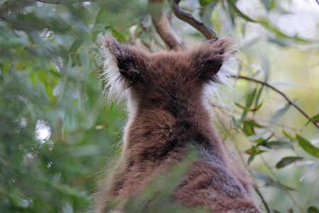 Koala, back view, Australiaの写真素材