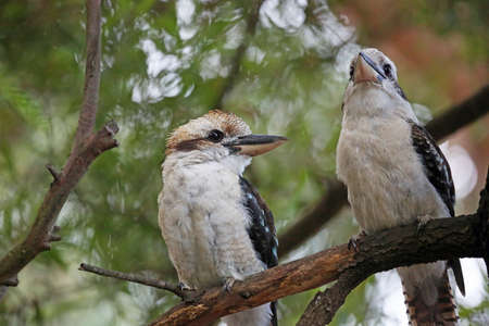 Two Laughing kookaburra - Victoria, Australiaの写真素材