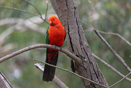 Australian king parrot, male - Victoria, Australia
