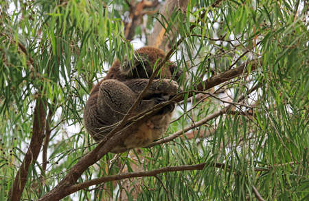 Eucalyptus tree with sleeping Koala - Kennett River, Victoria, Australiaの写真素材