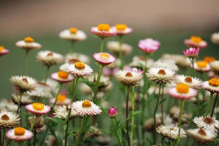 Everlasting flowers - The Ashcombe Maze and Lavender Garden - Victoria, Australiaの写真素材