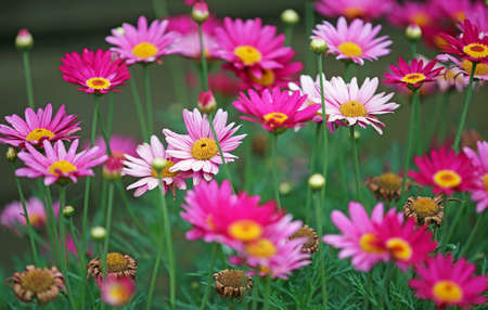 Pink daisy - in the garden
