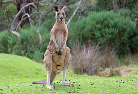 Male Kangaroo standing - Anglesea, Victoria, Australiaの写真素材