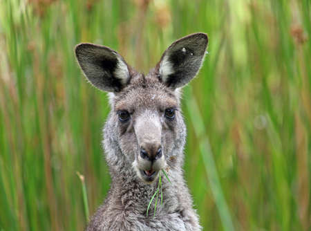 Kangaroo eating grass - Anglesea, Victoria, Australiaの写真素材