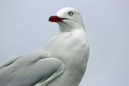Silver gull close up, Phillip Island, Victoria, Australia