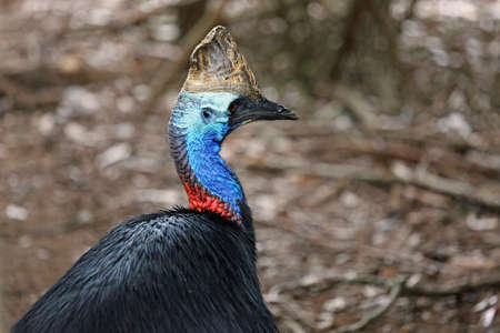 Two-wattled cassowary, Australia