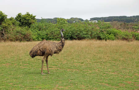 Emu on the meadow - Victoria, Australiaの写真素材