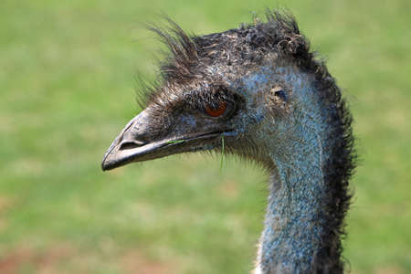 Emu head  - Victoria, Australia