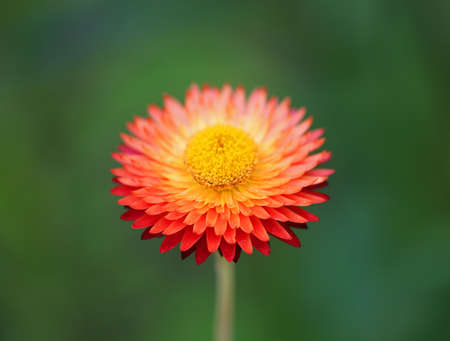 Red Paper daisyの写真素材
