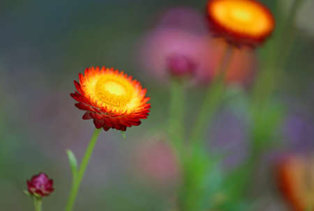 Red yellow Paper daisy