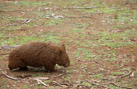 Wombat - Phillip Island, Victoria, Australia