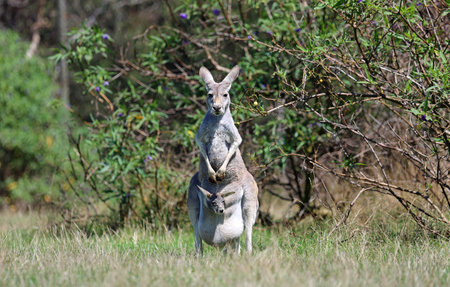 Kangaroo family - Victoria, Australiaの写真素材