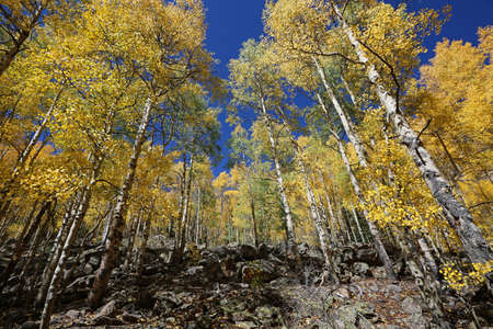 Rocks and aspen trees - Rocky Mountains, Coloradoの写真素材
