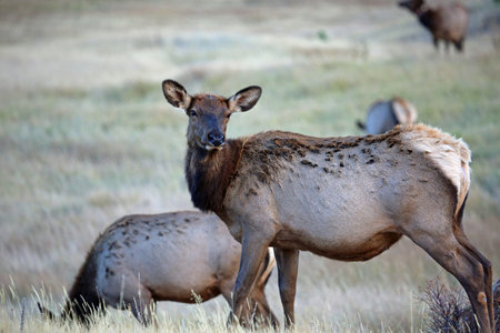 Female elk - Rocky Mountains National Park, Coloradoの写真素材