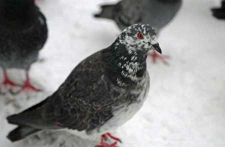 Pigeon with red eye - wild bird in the city, Poland
