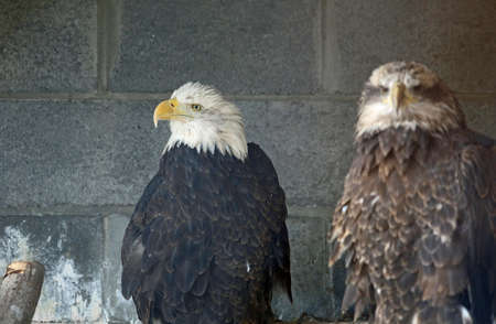 Bald eagles - Reelfoot Lake State Park, Tennessee