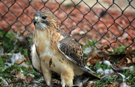 Red-tailed hawk - Reelfoot Lake State Park, Tennessee