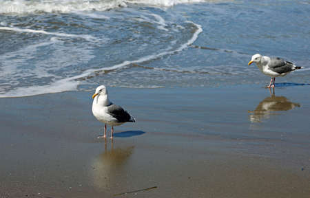 Sea Gull - San Francisco, California
