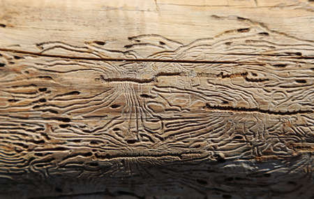 Borer trailsの写真素材
