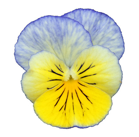 Pansy in bright blue and yellow - isolated on white backgroundの写真素材