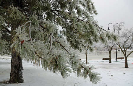 Pine tree after freezing rain, Toledo, Ohio