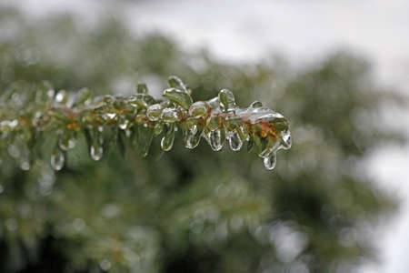 Green branch in iceの写真素材
