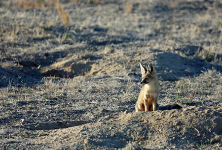 Kit Fox sitting - Nevada