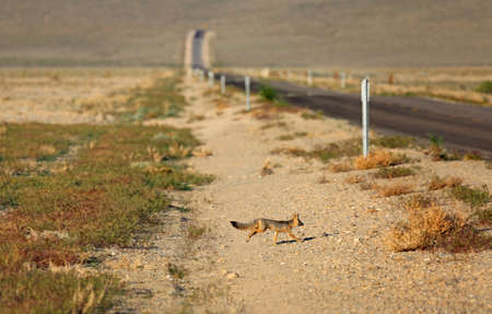 Running fox - Kit Fox - Nevadaの写真素材
