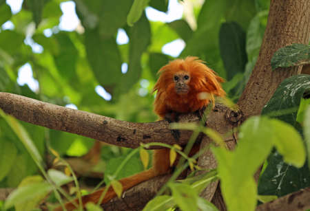 Golden lion tamarin portraitの写真素材