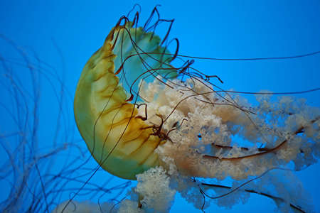 Sea nettle macro - Pacific Sea nettle - Baltimore National Aquarium