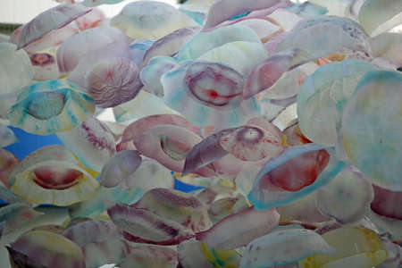 Glass sea nettles - Baltimore National Aquarium