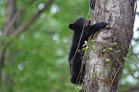 Cub on the tree watching - Great Smoky Mountains NP, Tennesseeの写真素材