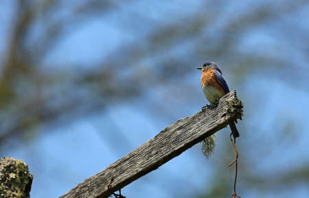 Eastern bluebird on blue sky - Great Smoky Mountains NP, North Carolinaの写真素材