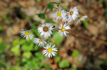 Erigeron flowers