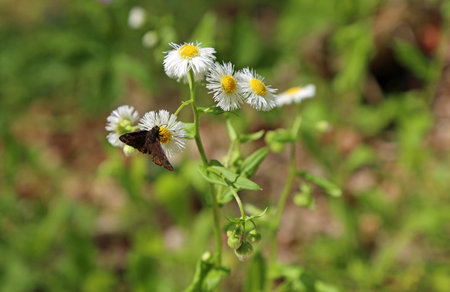 The moth on flower