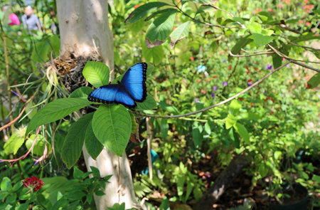 Morpho blue Butterfly on a tree