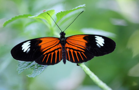 Heliconius butterfly close upの写真素材