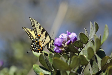 Side view at Swallowtail butterfly