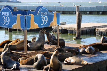 Sea lion on pier 39, San Franciscoの写真素材