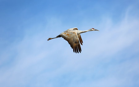 Crane flying