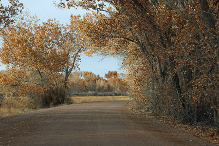 Dirt road - Bosque del Apache National Wildlife refuge, New Mexicoの写真素材