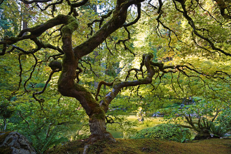 The fence and the tree - Portland Japanese Garden, Oregonの写真素材