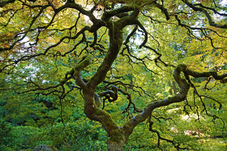 Beautiful twisted maple tree - Oregon