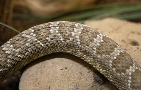 Snake and rock - western diamondback rattlesnake