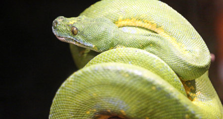 Smooth Green Snake, New Mexicoの写真素材