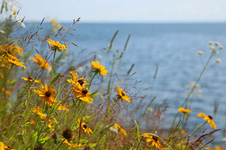 Black-eyed Susan wildflowers - Minnesota