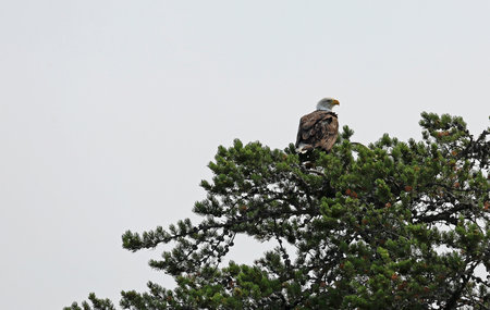 Bald eagle on pine tree, Minnesotaの写真素材